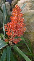 Kvetoucí rostlina Neoglaziovia variegata – John R Martin / Shutterstock