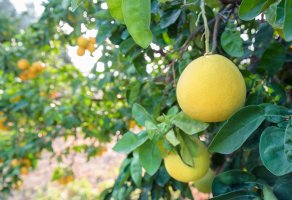 Šedok neboli pomelo (Citrus grandis), detail stromu s listy a plody – Anna Kucherova / Shutterstock