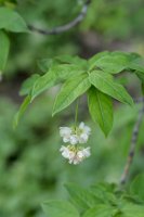 Klokoč zpeřený (Staphylea pinnata), listy a květy – Iva Villi/Shutterstock