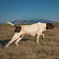 Lovecké plemeno pointer – Drazen Boskic PHOTO/Shutterstock