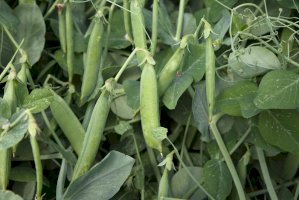 Hrách setý (Pisum sativum) – Studio 888/Shutterstock
