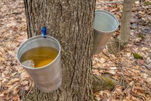 Sběr mízy javoru cukrového (Acer saccharum), Québec, Kanada – Marc Bruxelle / Shutterstock