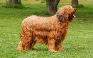 Briard – Ricantimages/Shutterstock