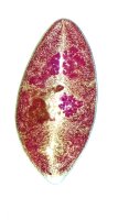 Motolice Paragonimus heterotremus – medicalNN / Shutterstock