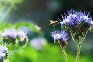 Medonosná  kvetoucí svazenka vratičolistá (Phacelia tanacetifolia) – Bk87 / Shutterstock