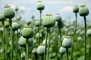 POle nezralých makovic máku setého (Papaver somniferum) – Beekeepx / Shutterstock