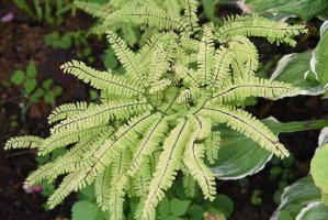 Netík (Adiantum pedatum) – photoPOU / Shutterstock