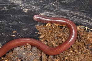 Slepák květinový (Indotyphlops braminus) – Pong Wira / Shutterstock