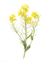 Ohnice obecná (Raphanus raphanistrum) – Zadiraka Evgenii/Shutterstock