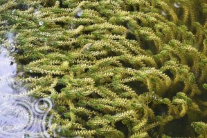 Vodní mor kanadský (Elodea canadensis) – Olena Raks/Shutterstock