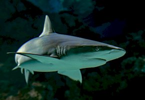 Žralok spanilý (Carcharhinus amblyrhynchos) – Photo by David Clode on Unsplash