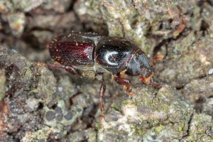 Bělokaz švestkový (Scolytus mali) – Tomasz Klejdysz / Shutterstock