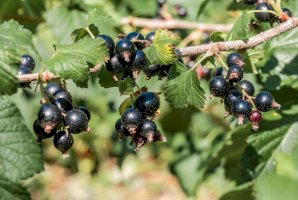 Rybíz černý (Ribes nigrum) – Nick Pecker/Shutterstock
