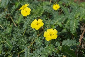 Kotvičník zemní (Tribulus terrestris) – NOPPHARAT7824 / Shuttesrtock