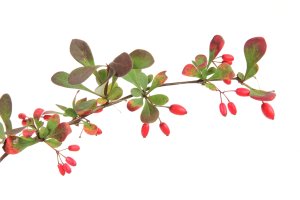 Větvička dřišťálu obecného (Berberis vulgaris) z řádu dřišťálokvěté – jopelka / Shutterstock