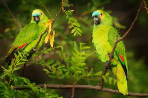 Amazoňan modročelý (Amazona aestiva) – Ondrej Prosicky / Shutterstock