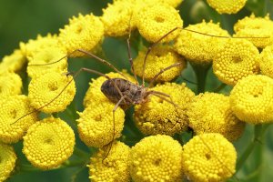 Sekáč rohatý (Phalangium opilio) – Wirestock Creators / Shutterstock