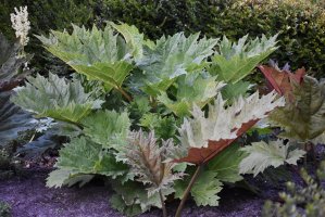 Reveň (Rheum palmatum) – Gabriela Beres / Shutterstock