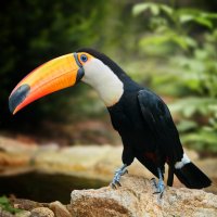Tukan obrovský (Rhamphastos toco) – Martin Mecnarowski / Shutterstock