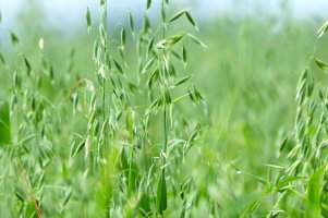 Oves setý (Avena sativa) – Soru Epotok/Shutterstock