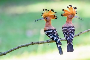 Dudek chocholatý (Upupa epops) – Narupon Nimpaiboon / Shutterstock