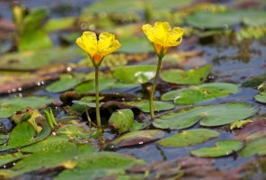 Plavín štítnatý (Nymphoides peltata) – Emilio100/Shutterstock