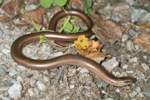 Slepýš křehký (Anguis fragilis) – Henrik Larsson / Shutterstock
