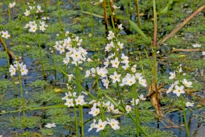 Žebratka bahenní (Hottonia palustris) – kristof lauwers/Shutterstock