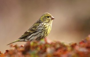 Zvonohlík zahradní (Serinus serinus) – Miroslav Hlavko / Shutterstock