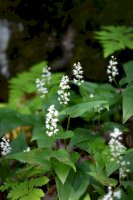 Pstroček dvoulistý (Maianthemum bifolium) – Jansson91/Shutterstock