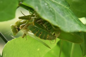Samička kudlanky nábožné (Mantis religiosa), požírající po spáření samečka – Roland Hurni / Shutterstock