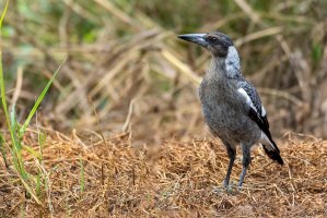 Flétňák australský (Gymnorhina tibicen) – tonymccluskey11 / Depositphotos