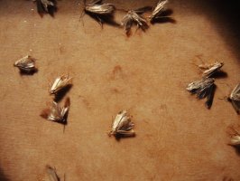 Moli šatní (Tineola bisselliella) – meiningi / Shutterstock