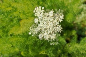 Koprník štětinolistý (Meum athamanticum) – mizy / Shutterstock