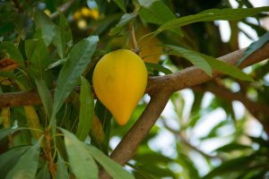 Lucuma nervosa  Pouteria campechiana, detail stromu s listy a plodem – aimpol buranet / Shutterstock