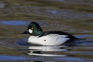 Hohol severní – Dennis Jacobsen / Shutterstock