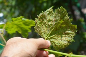 List napadený mšičkou révokazem ( Phylloxera vastatrix) – Radovan1 / Shutterstock