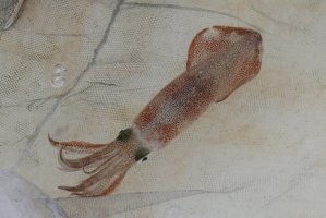 Oliheň obecná (Loligo vulgaris) – Sanit Fuangnakhon