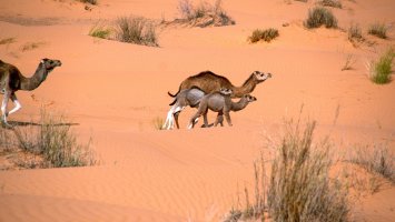Velbloudi jednohrbí (Camelus dromedarius) z podřádu mozolnatců – Angela N Perryman / Shutterstock