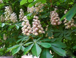 Jírovec maďal (Aesculus hippocastanum) – Wakhron / Shutterstock