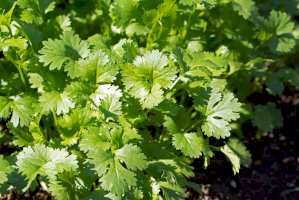 Koriandr setý (Coriandrum sativum) – Skyprayer2005/Shutterstock