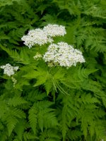 Čechřice vonná (Myrrhis odorata) – Manfred Ruckszio/Shutterstock