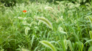 Bér zelený (Setaria viridis) – atiger/Shutterstock