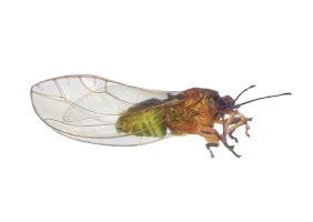Merule mrkvová (Trioza apicalis) z rodu merule – Protasov AN / Shutterstock