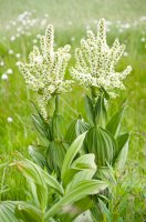 Kýchavice bílá (Veratrum album) – Alexandra Giese/Shutterstock