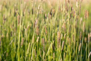 Psárka luční (Alopecurus pratensis) – Ihor Hvozdetskyi/Shutterstock
