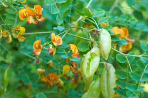 Žanovec měchýřník (Colutea arborescens), detail keře s listy, květy a dozrávajícími semeny v lusku – ANGHI / Shutterstock