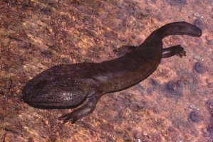 Velemlok japonský (Megalobatrachus japonicus) – raysse1939 / Depositphotos