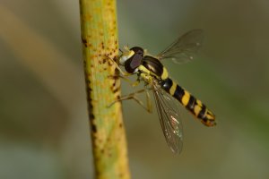 Pestřenka psaná (Sphaerophoria scripta) z podřádu kruhošvých – LABETAA Andre / Shutterstock