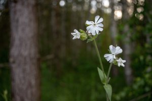 Knotovka bílá  silenka širolistá bílá (Melandrium album  Silene latifolia) – NeilSaxon / Shutterstock